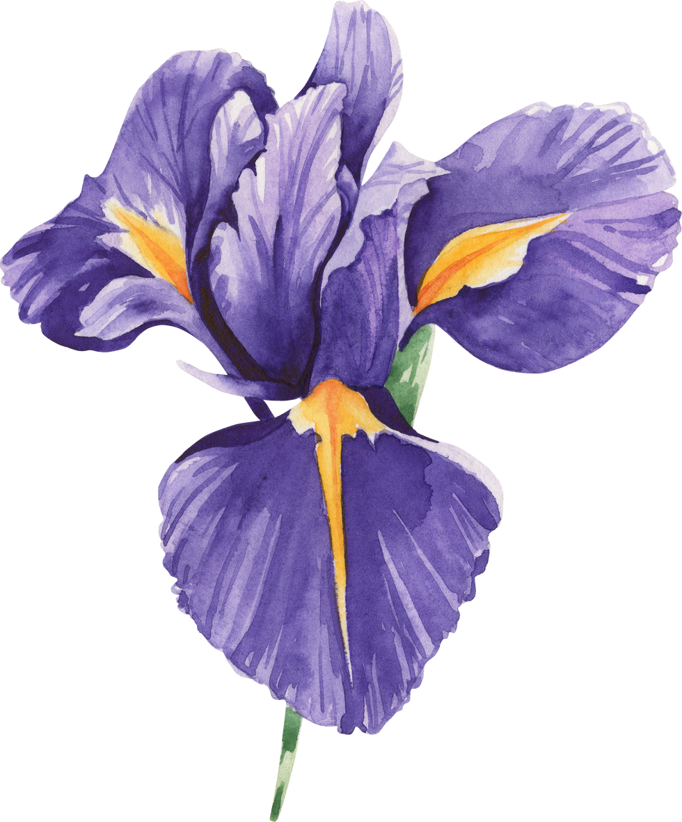 Watercolor Floral Illustration Purple Iris Flower