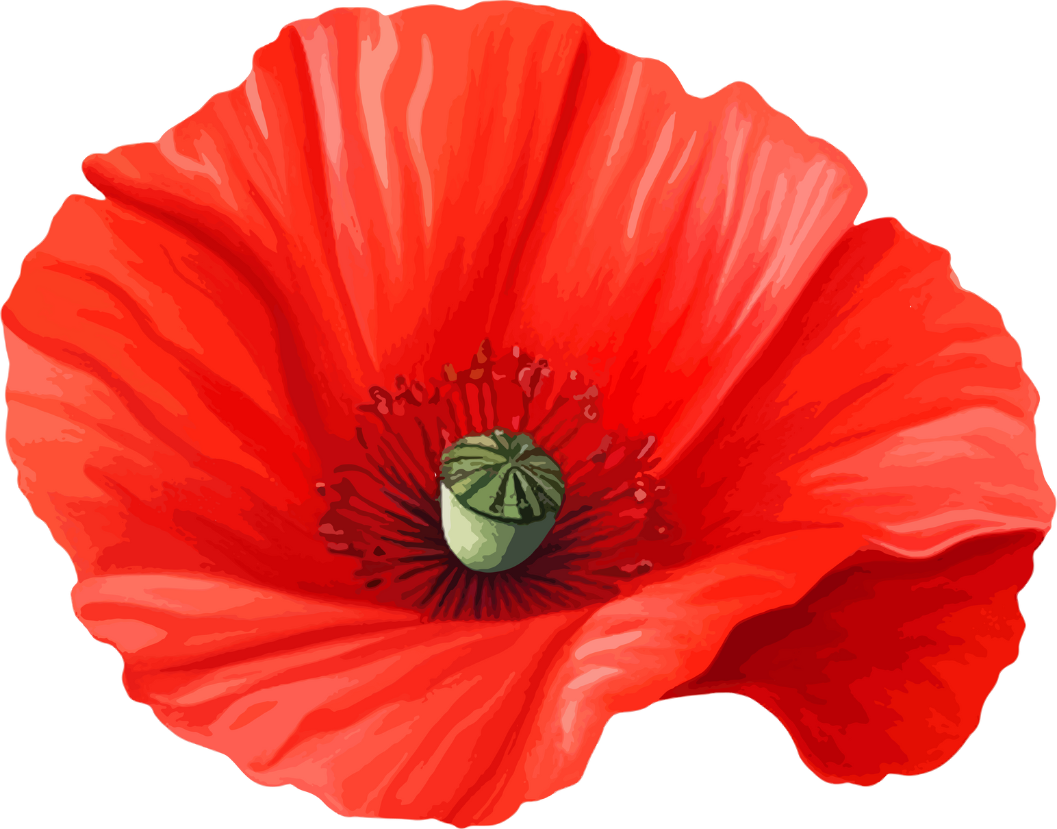 Poppy flower clipart
