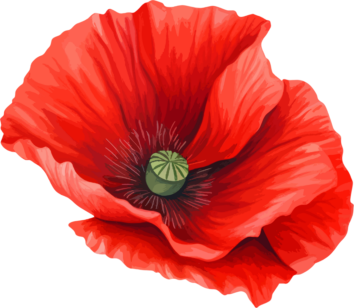 Poppy flower clipart