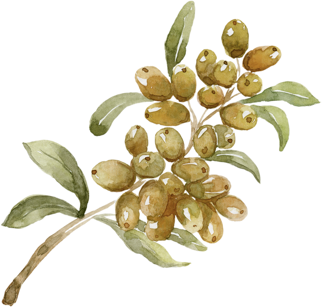 Watercolor Branch with Yellow Berry.