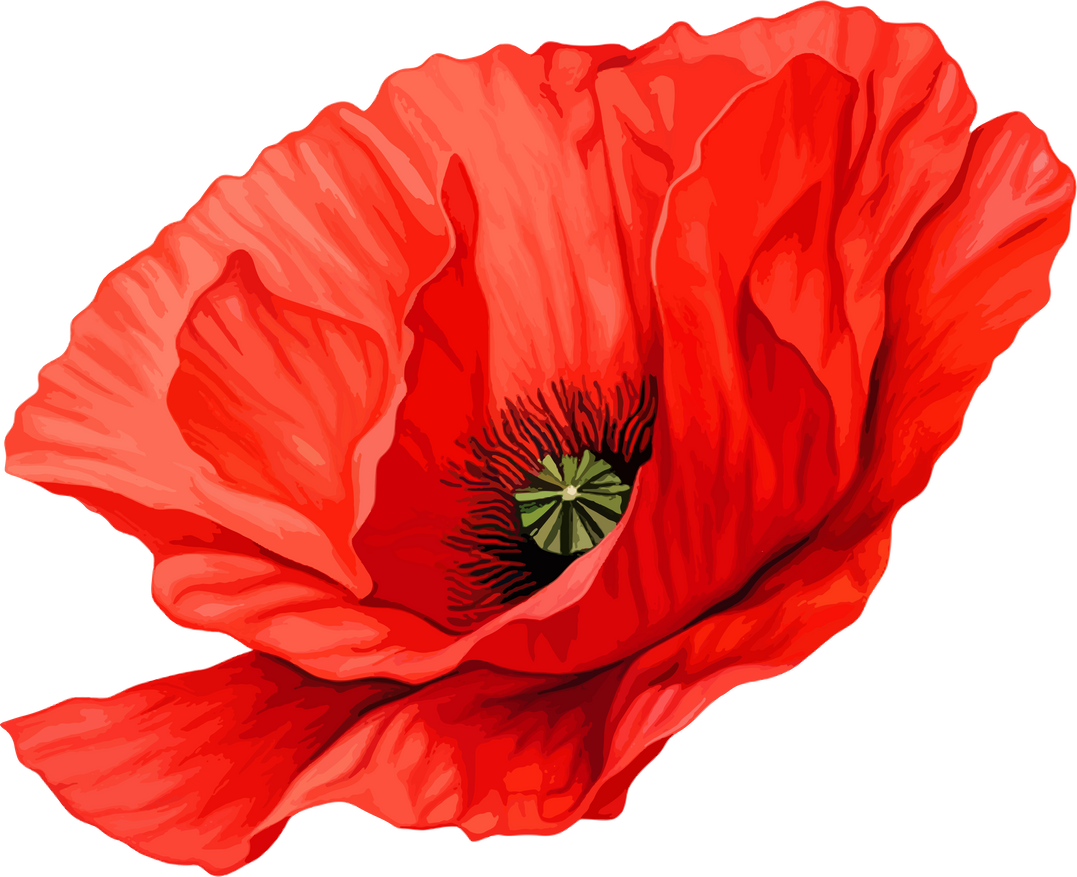 Poppy flower clipart