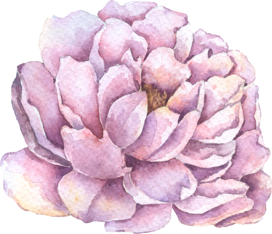 Violet Peony flower, Autumn flower watercolor